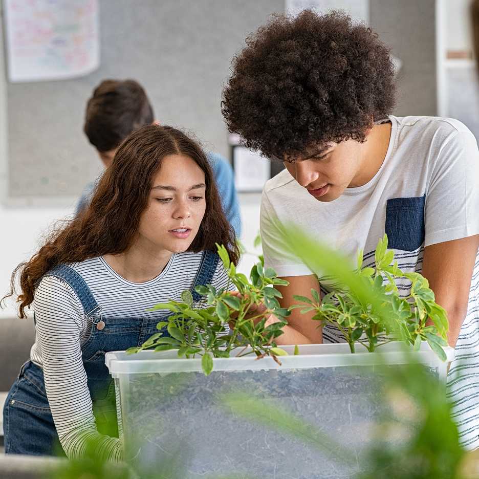 Two high school students looking closely at plants in a plastic tub, with more greenery in the foreground.