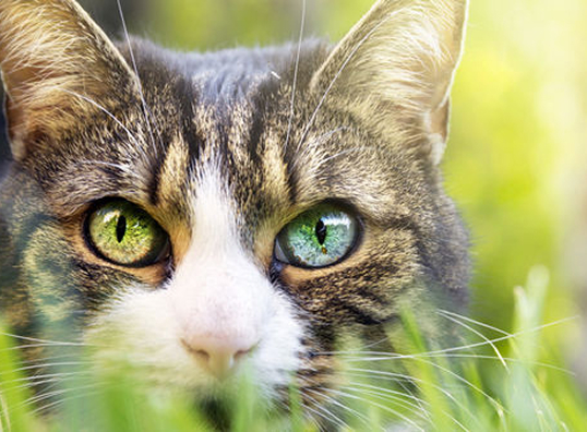 Food Chains and Food Webs