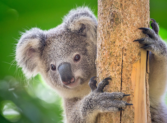 The Survival of Species