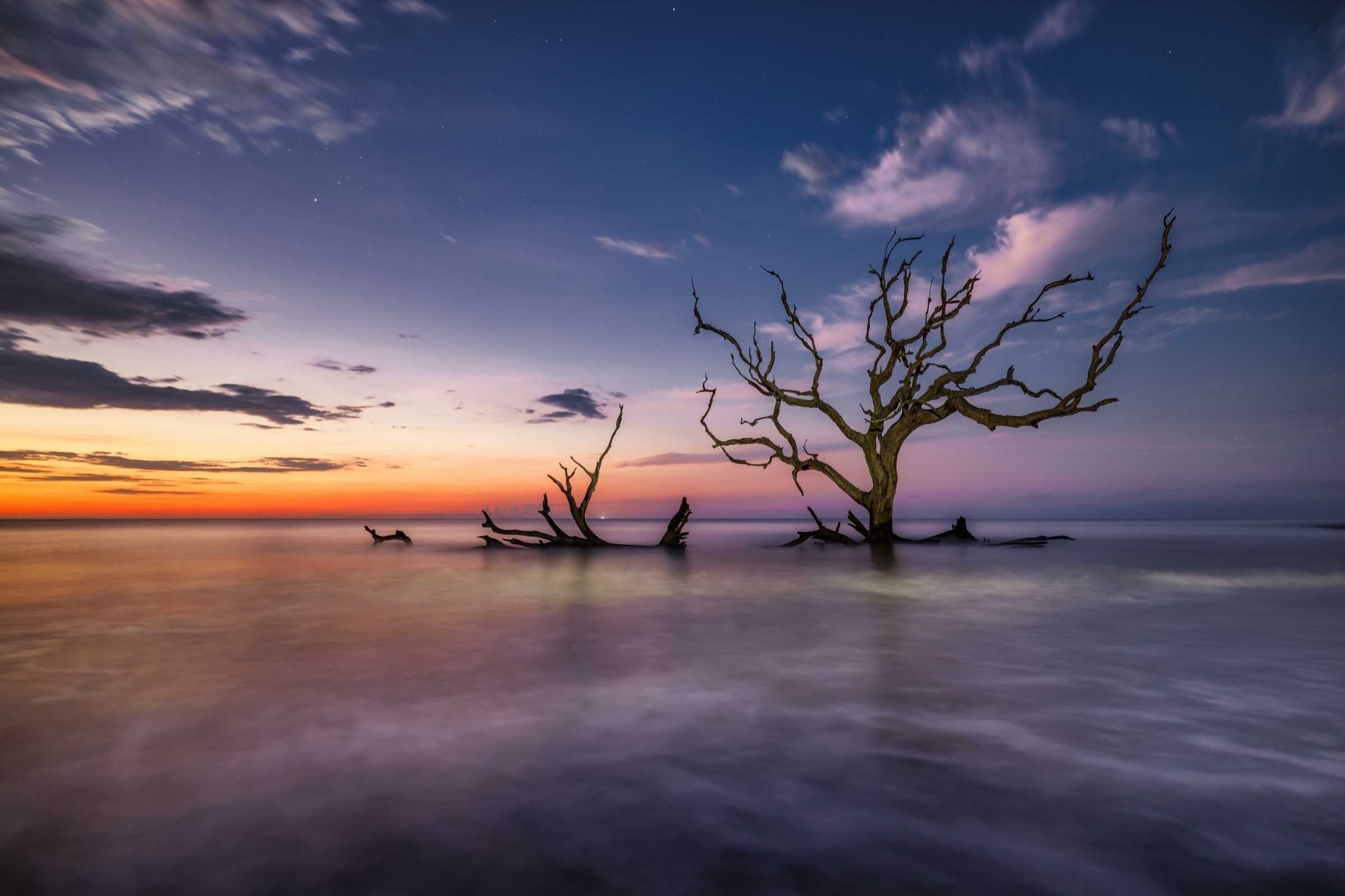 Bare driftwood trees standing in calm tidal water on a Georgia beach at sunset.