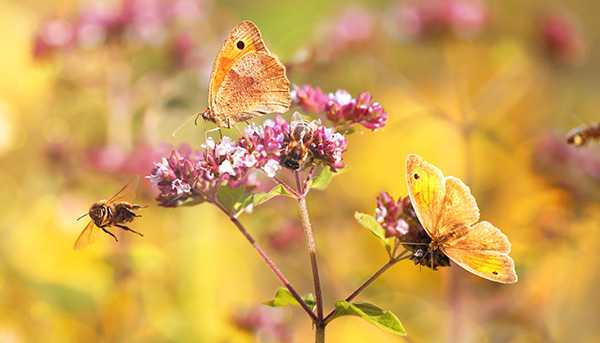 A butterfly and a bee on a flower