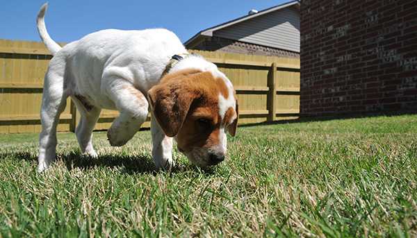 A small dog follows its nose across a lawn