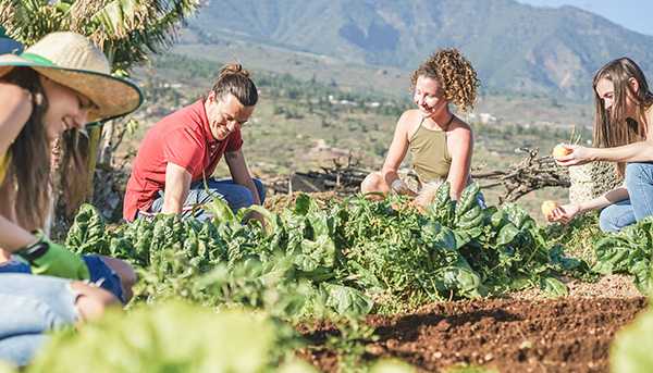 Several people gardening together outside