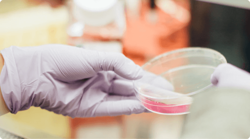 A closeup of gloved hands holding a petri dish with a small amount of pink liquid in it