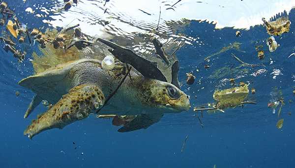 A sea turtle, surrounded by plastic and other detrius, seen from below