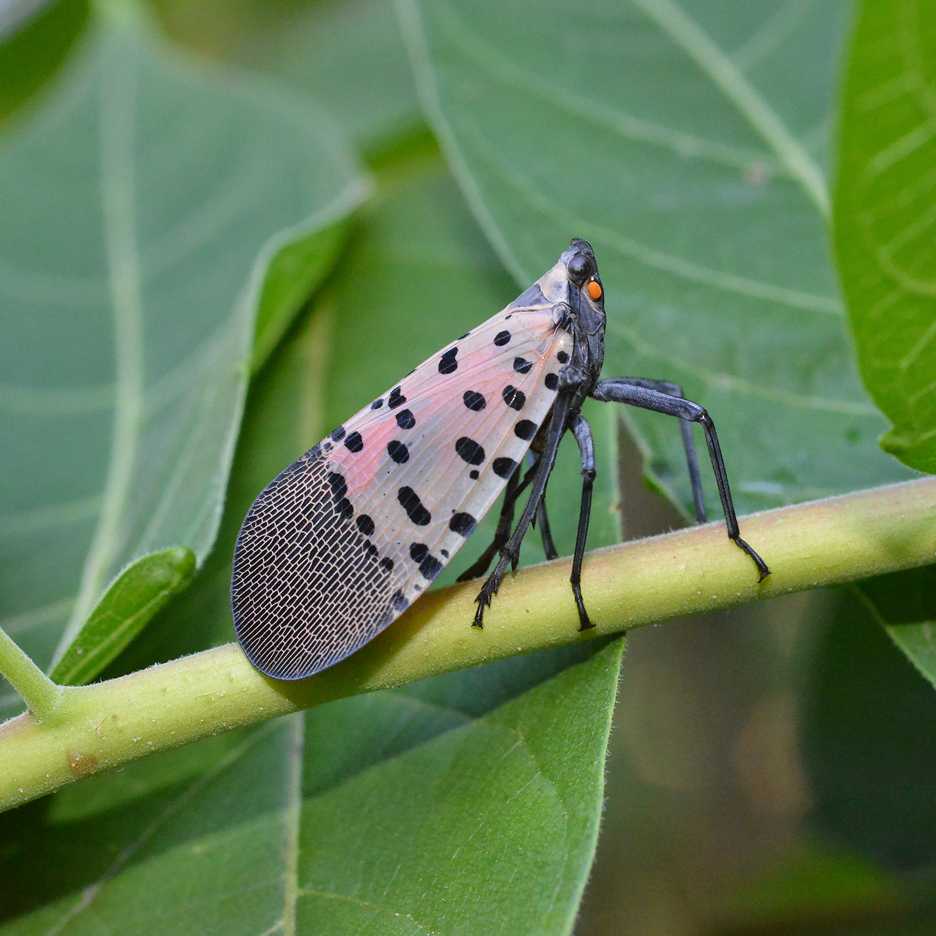 A close-up of a spotted lanternfly perched on a green plant stem, showing its pinkish wings with black spots.