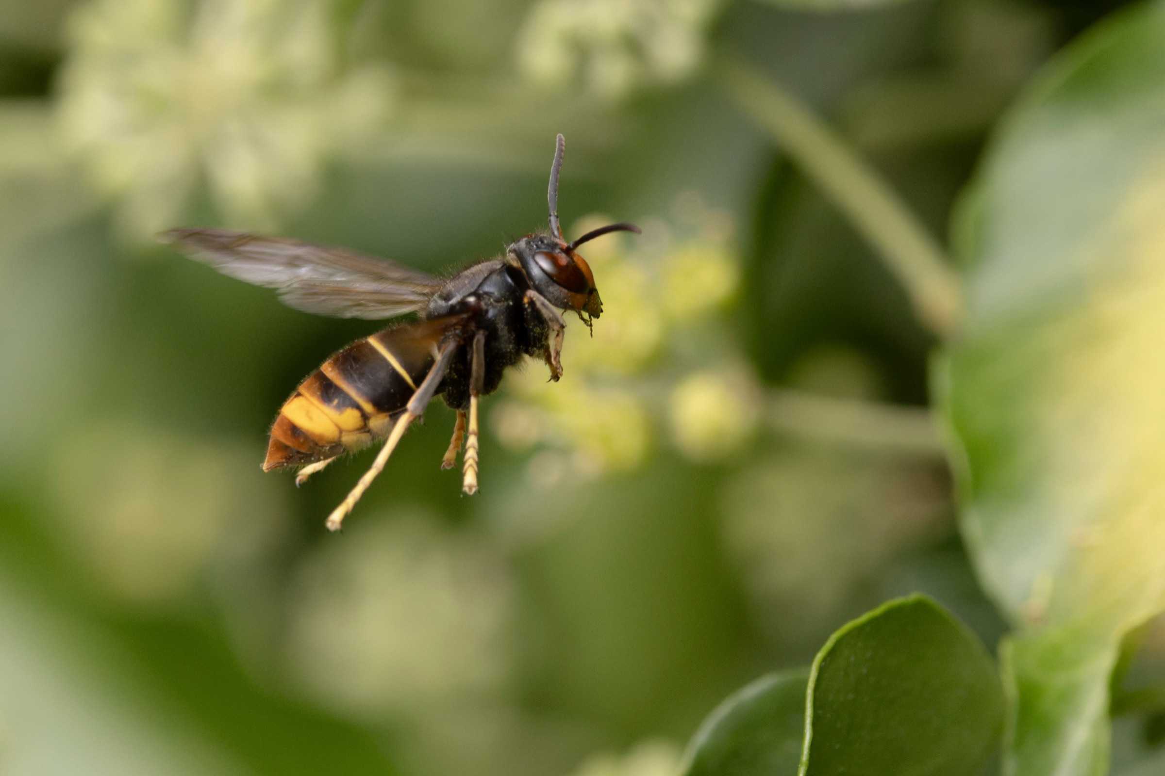 A yellow-legged hornet in flight near a flowering plant.