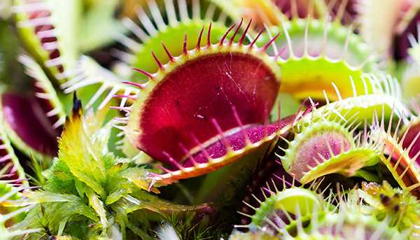 A closeup of a venus fly trap