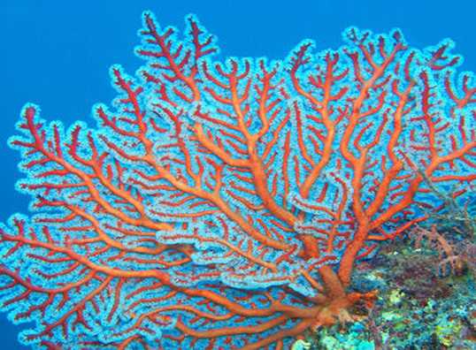 Classification and Biodiversity