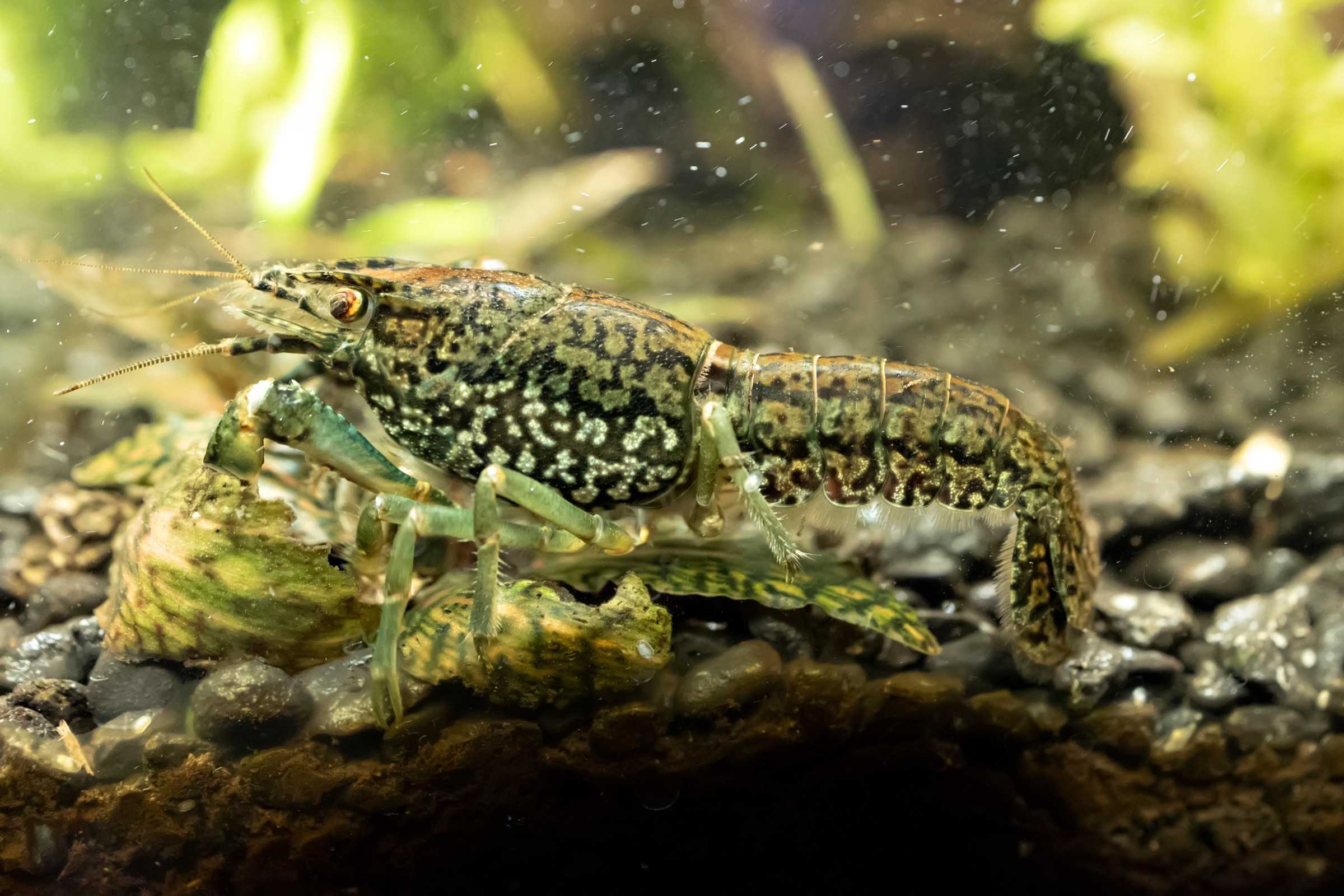 A marbled crayfish on a wet surface.