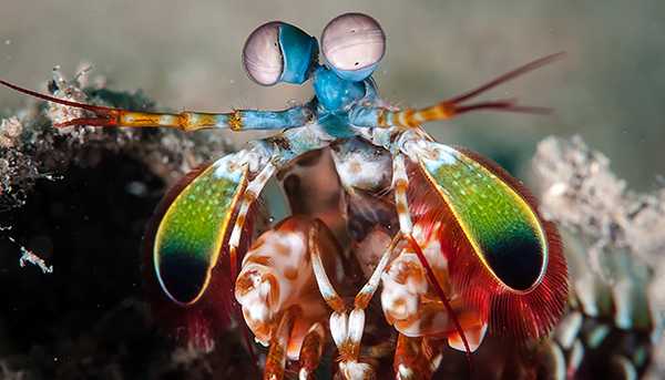 A closeup of a peacock mantis shrimp
