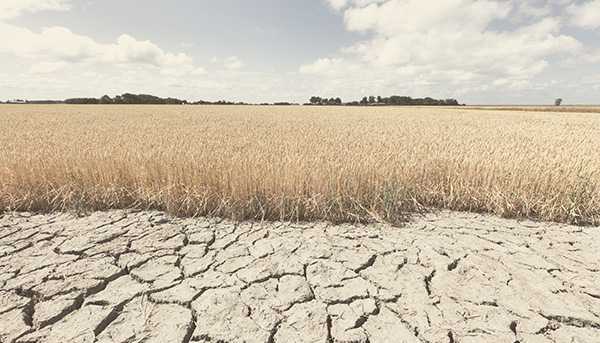 A dried out and dead grassland, with large cracks visible in the soil