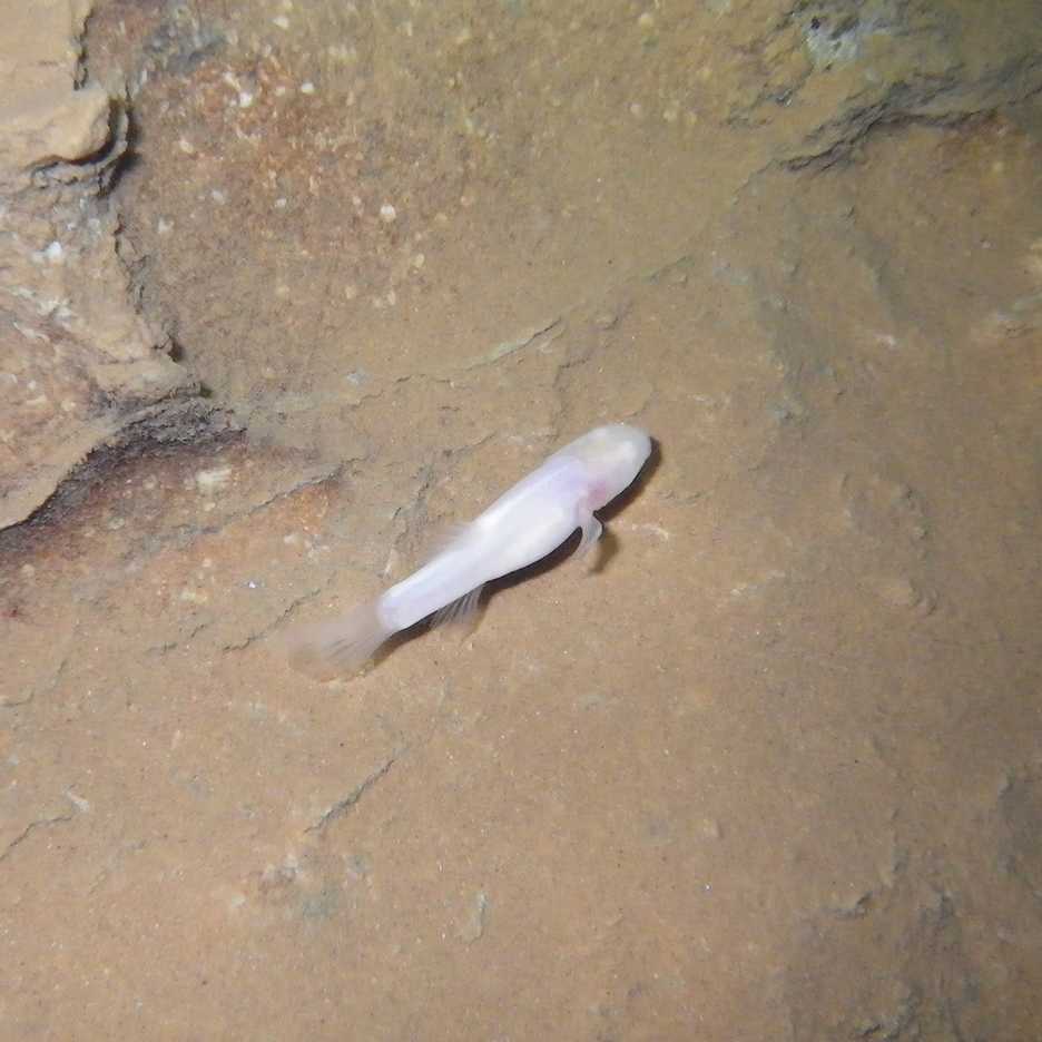 Small pale cave fish with no visible eyes swimming near the rocky surface of an underground cave wall.