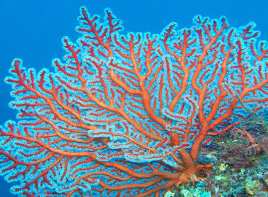 Human Impacts on Ecosystems