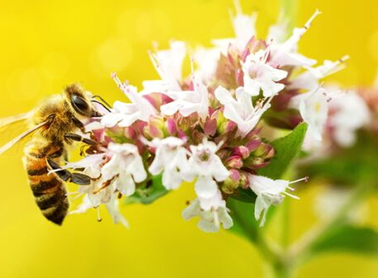 The Importance of Biodiversity