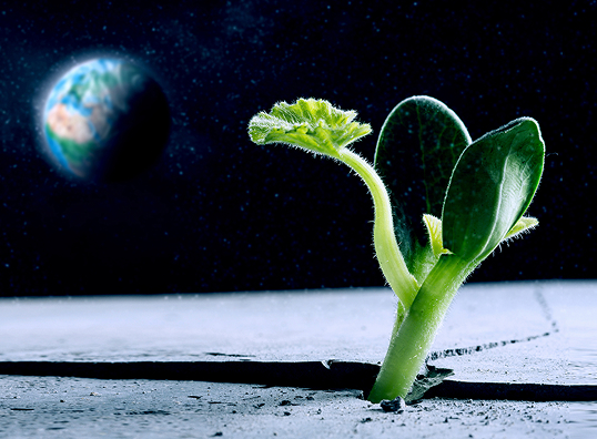 Plants